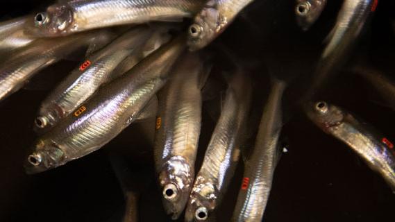 萨克拉门托-圣华金三角洲一群香鱼的特写镜头